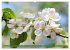 Im Reich der Blüten (hochwertiger... - Bild 7
