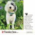 365 Dogs Page-A-Day® Calendar 2026 - Bild 3