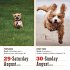 365 Dogs Page-A-Day® Calendar 2026 - Bild 4