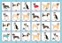 Wer bin ich? Tiere - Bild 2
