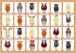 Wer bin ich? Tiere - Bild 6