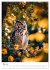 Schuhu & Co - Der Eulenkalender... - Bild 11