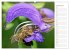 Süßes Gold: Imker, Bienen & Honig... - Bild 6