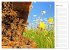 Süßes Gold: Imker, Bienen & Honig... - Bild 8