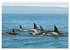 Orcas: Schwarz-weiße Giganten... - Bild 11
