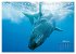 Buckelwale: Aus den blauen Tiefen der... - Bild 12