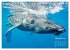Buckelwale: Aus den blauen Tiefen der... - Bild 4