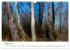 Abstrakte Naturerlebnisse - ICM... - Bild 14