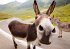Postkartenblock Esel - Bild 2