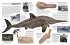 memo Wissen. Fossilien - Bild 7