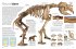 memo Wissen. Fossilien - Bild 8