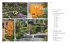 Gartendesign - Die große Enzyklopädie - Bild 3