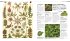 DK Bibliothek. Pflanzen & Pilze - Bild 10