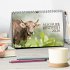 Allgäuer Rindvieh 2026 (Tischkalender... - Bild 2