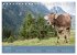 Allgäuer Rindvieh 2026 (Tischkalender... - Bild 13