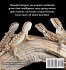 Bearded Dragons - Bild 2