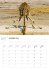 Namibia Broschürenkalender 2026 - Bild 11