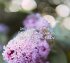 Lass dein Herz lachen - Inspirationen... - Bild 2