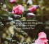 Lass dein Herz lachen - Inspirationen... - Bild 5