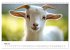 Ziegen - Bocksprung durch das Jahr... - Bild 11