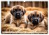 Leonberger - der zahme Löwe... - Bild 12