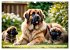 Leonberger - der zahme Löwe... - Bild 14