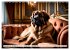 Leonberger - der zahme Löwe... - Bild 4