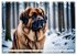 Leonberger - der zahme Löwe... - Bild 5