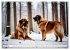Leonberger - der zahme Löwe... - Bild 7