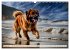 Leonberger - der zahme Löwe... - Bild 8