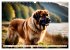 Leonberger - der zahme Löwe... - Bild 9