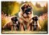 Leonberger - der zahme Löwe... - Bild 10