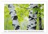 Birkenzauber (Wandkalender 2026 DIN A2... - Bild 12