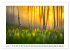 Birkenzauber (Wandkalender 2026 DIN A2... - Bild 13