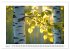 Birkenzauber (Wandkalender 2026 DIN A2... - Bild 10