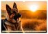 Deutscher Schäferhund - Inbegriff der... - Bild 13