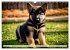 Deutscher Schäferhund - Inbegriff der... - Bild 14