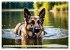 Deutscher Schäferhund - Inbegriff der... - Bild 15