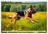 Deutscher Schäferhund - Inbegriff der... - Bild 3