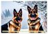 Deutscher Schäferhund - Inbegriff der... - Bild 5