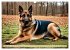 Deutscher Schäferhund - Inbegriff der... - Bild 8