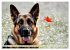 Deutscher Schäferhund - Inbegriff der... - Bild 9