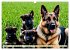 Deutscher Schäferhund - Inbegriff der... - Bild 10