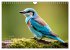 Afrikas vielfältige Vogelwelt... - Bild 11