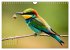 Afrikas vielfältige Vogelwelt... - Bild 13