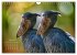 Afrikas vielfältige Vogelwelt... - Bild 14