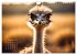Afrikas vielfältige Vogelwelt... - Bild 15