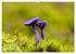 Fantastische Pilzwelten (Wandkalender... - Bild 14