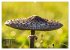 Fantastische Pilzwelten (Wandkalender... - Bild 15