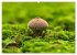 Fantastische Pilzwelten (Wandkalender... - Bild 4